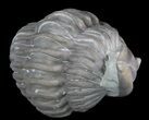 Wide Enrolled Flexicalymene Trilobite - Ohio #47340-2